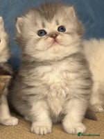 British Longhair cats - Advert 5