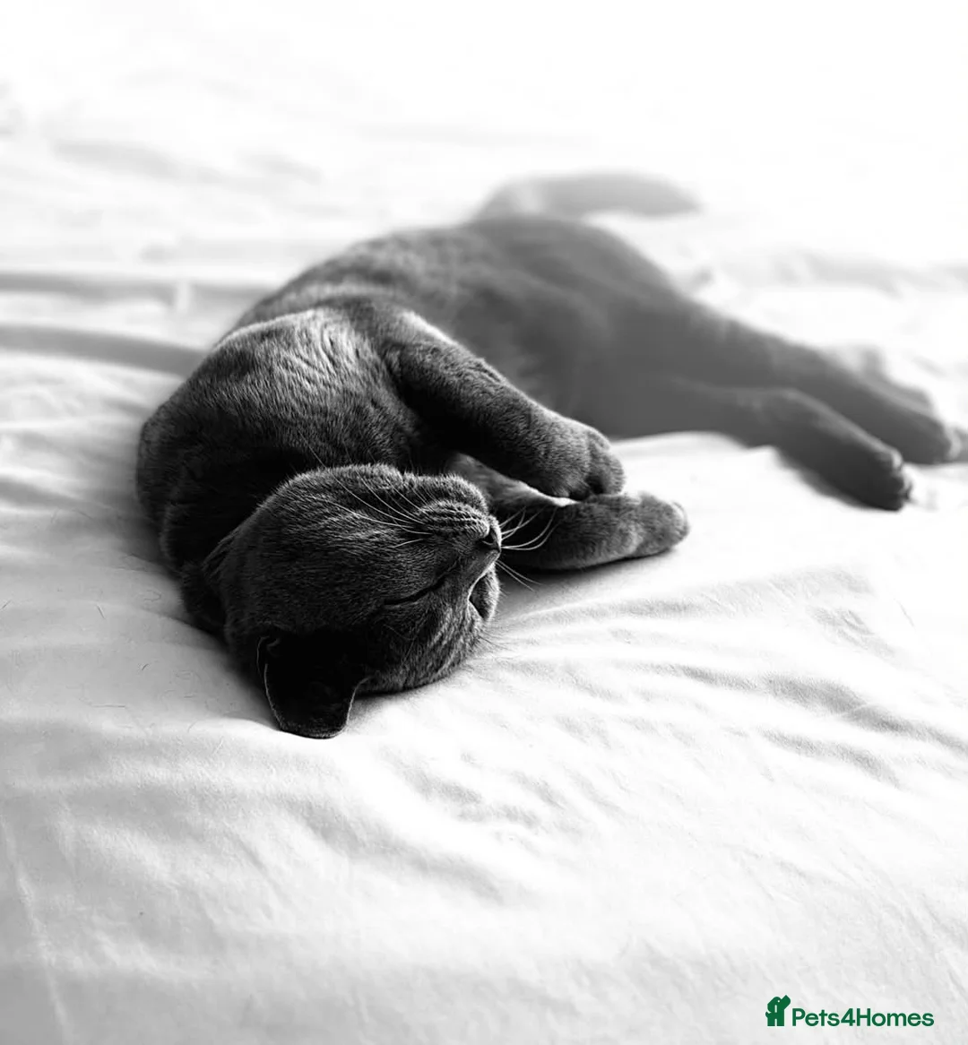 British Shorthair cats for sale: Beautiful 2 year old British Blue - Advert 1