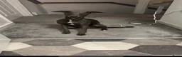 Mixed Breed dogs for sale: Italian greyhound  - Advert 2