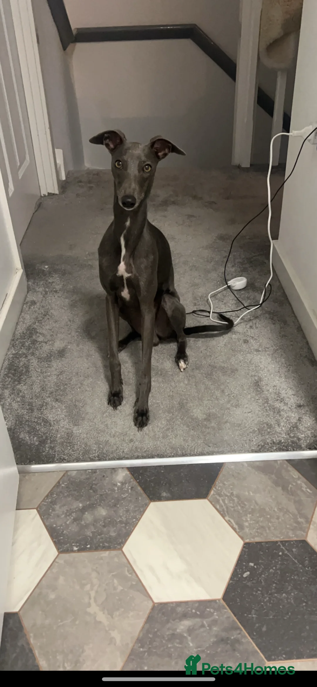 Mixed Breed dogs for sale: Italian greyhound  - Advert 2