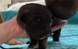 Mixed Breed dogs for sale: Beautiful Inca & handsome Nanuq PUPDATE x2  - Image 8
