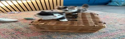 Persian cats for sale: Persian ragdoll X in Middlesbrough - Advert 11