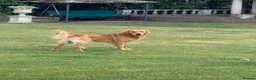 Golden Retriever dogs for stud: Proven Golden Retreiver for stud  in Hassocks - Advert 4