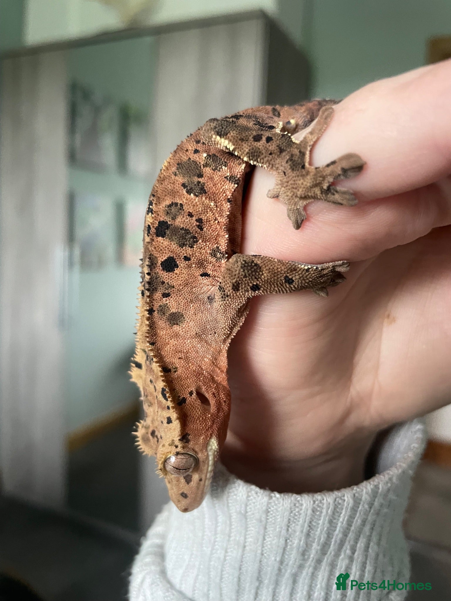 Gecko reptiles Gorgeous super Dalmatian ink spot  - Advert 1