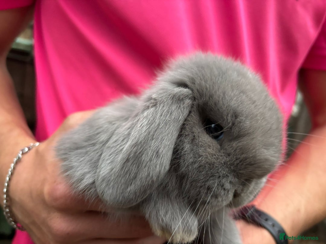 Mini Lop rabbits for sale: Friendly Pure Bred Mini Lop Bunnies Ready Now! - Image 6
