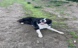 Border Collie dogs for sale: Beautiful MALE Border Collie Puppy - Advert 2