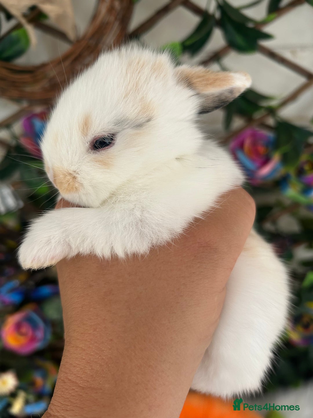 Mini Lop rabbits for sale: Pure Breed Mini lops  - Image 29