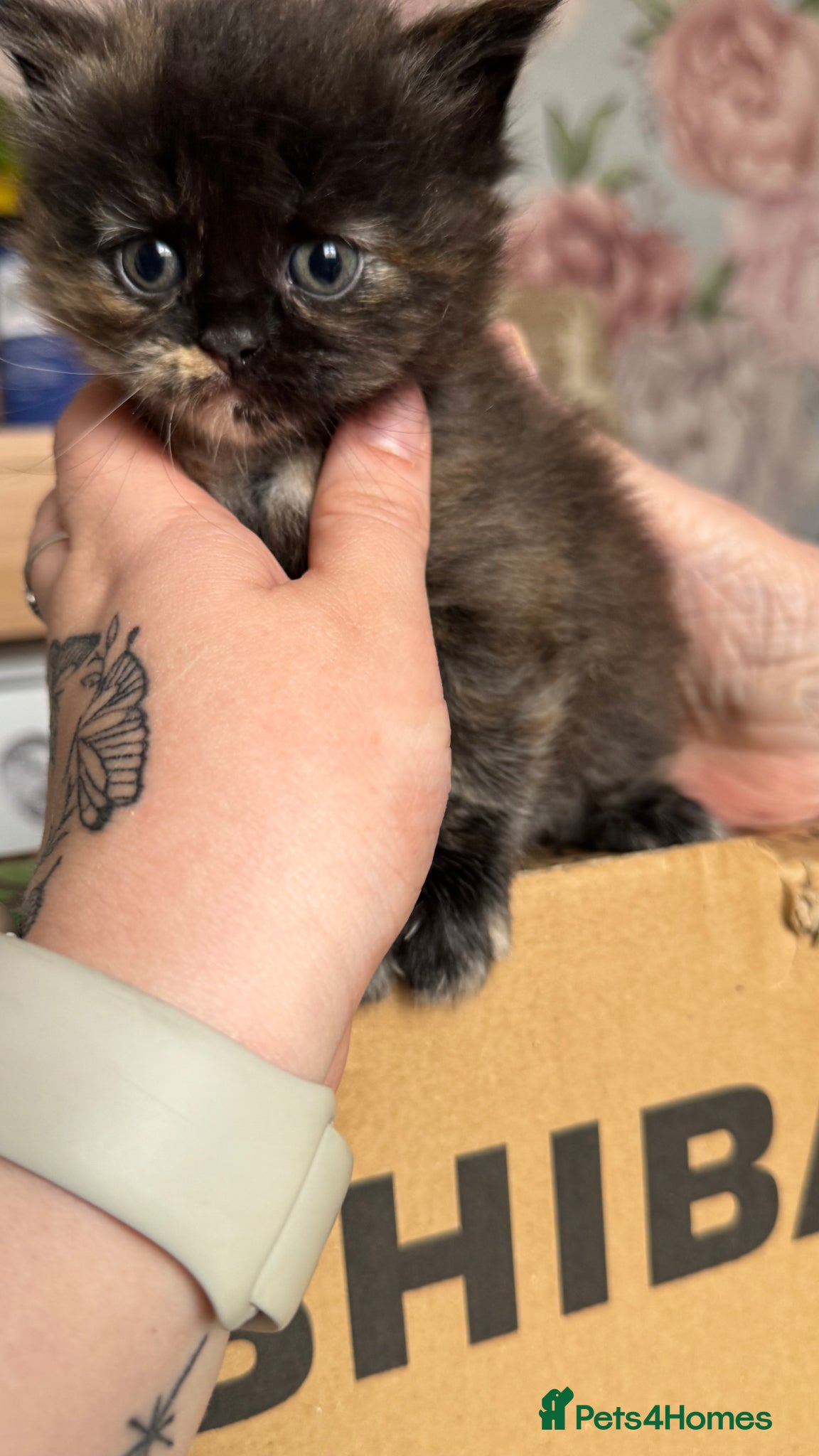 Maine Coon cats for sale: Persian x Maine Coon in Ipswich - Advert 3