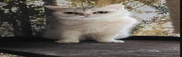 British Shorthair cats for sale: Beautiful Silver Tipped British Shorthair - Advert 3