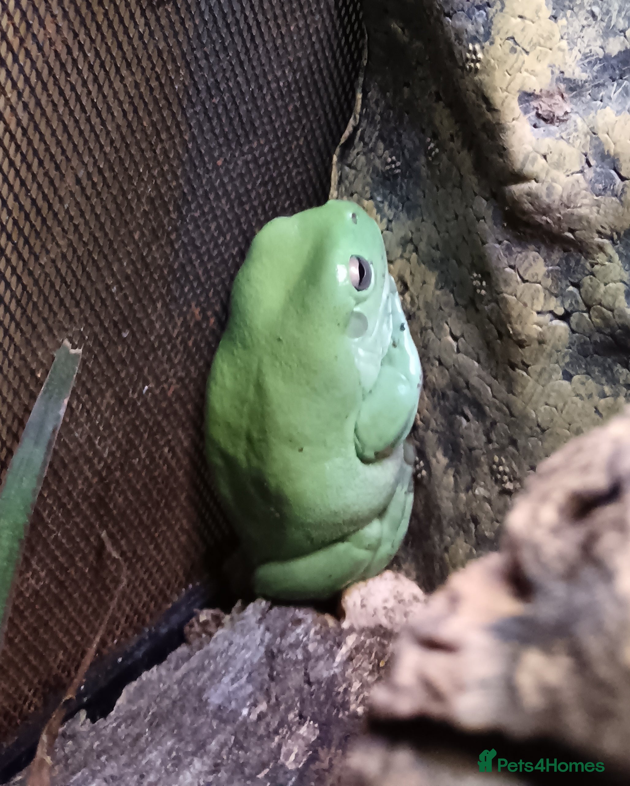 Frog reptiles White's tree frog - Advert 9