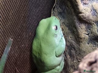 Frog reptiles White's tree frog - Advert 9
