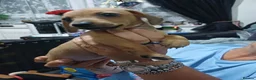Dachshund dogs for sale: Dachshund  - Advert 10