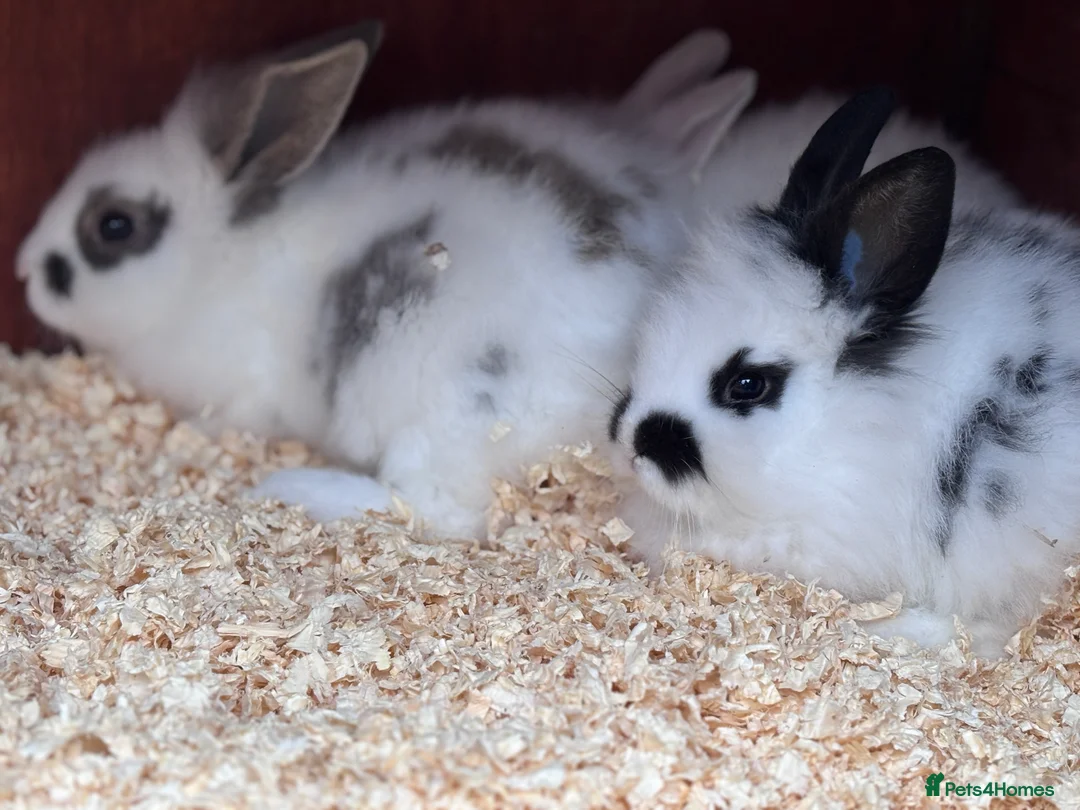 Mixed Breed rabbits for sale: Beautiful Baby Lionhead Bunnies For Sale - Advert 2