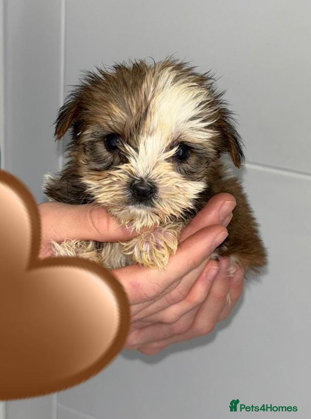Yorkshire Terrier dogs for sale: Coloured Yorkshire Terrier Puppies  - Image 19