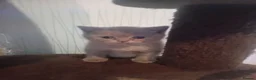 British Shorthair cats for sale: lilac british shorthair kittens - Advert 12