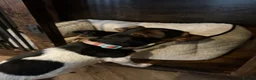 Jack Chi dogs for sale: 4 Gorgeous puppies for new loving homes - Advert 19