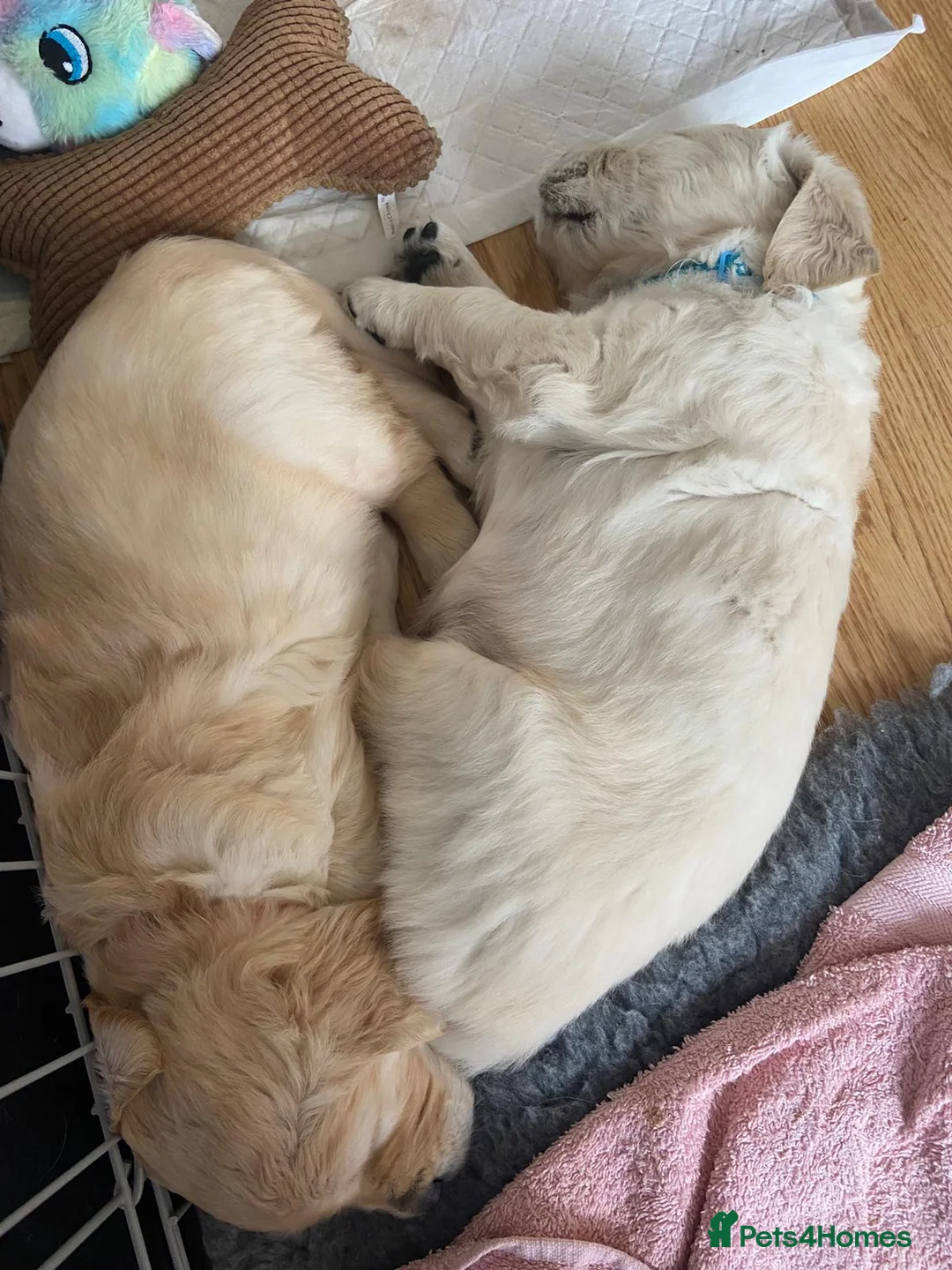 Golden Retriever dogs for stud: exceptional PROVEN dog available for stud  in Northwich - Advert 11