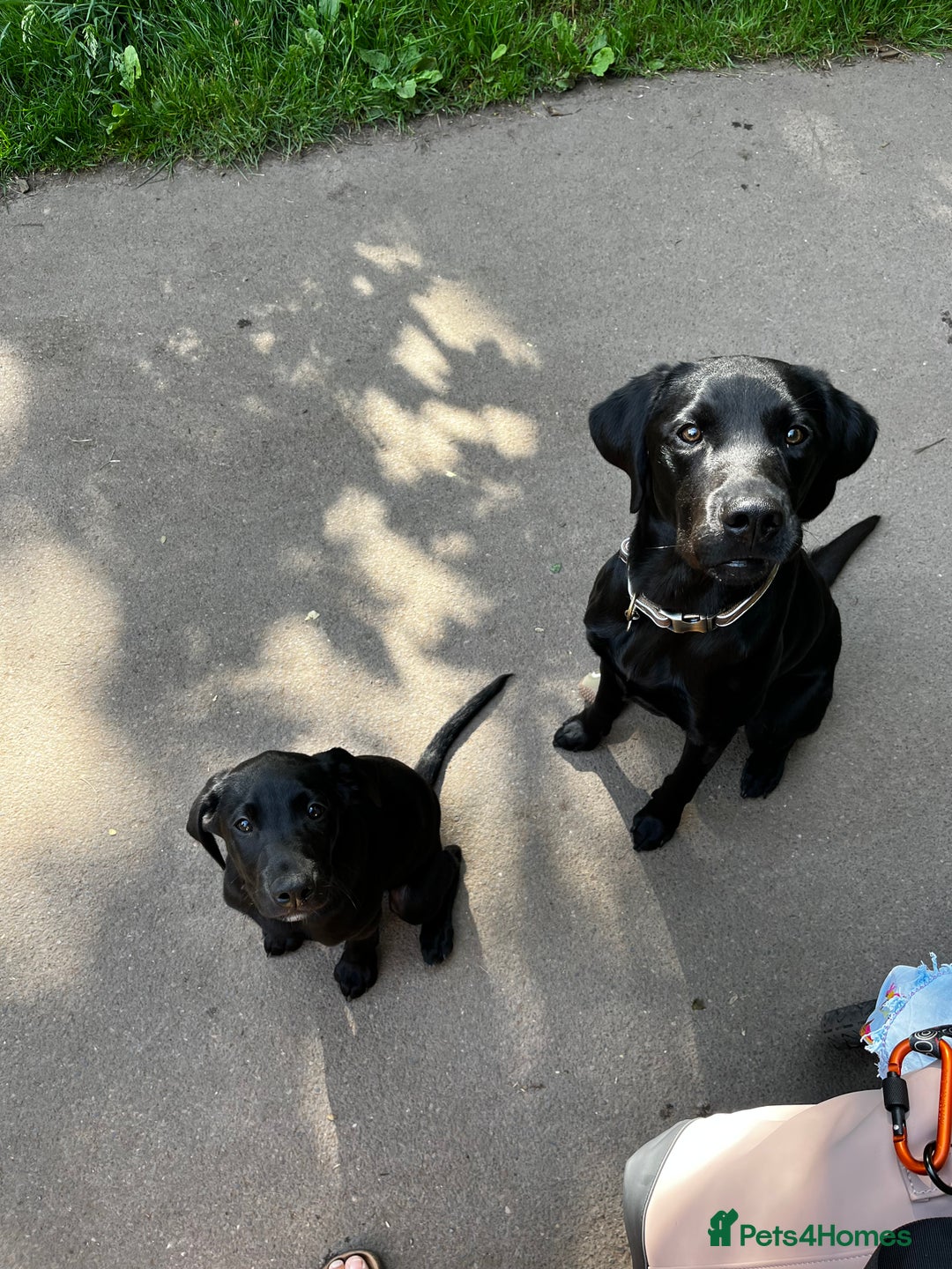 Labrador Retriever dogs for stud: Pip- Purebred Black Labrador Retriever  - Advert 7