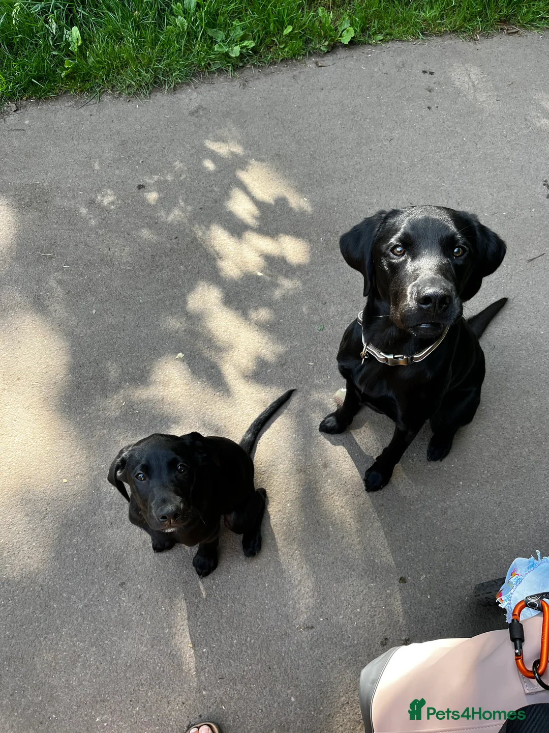 Labrador Retriever dogs for stud: Pip- Purebred Black Labrador Retriever  - Advert 7