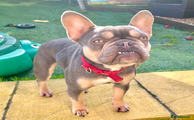 French Bulldog dogs - Advert 18