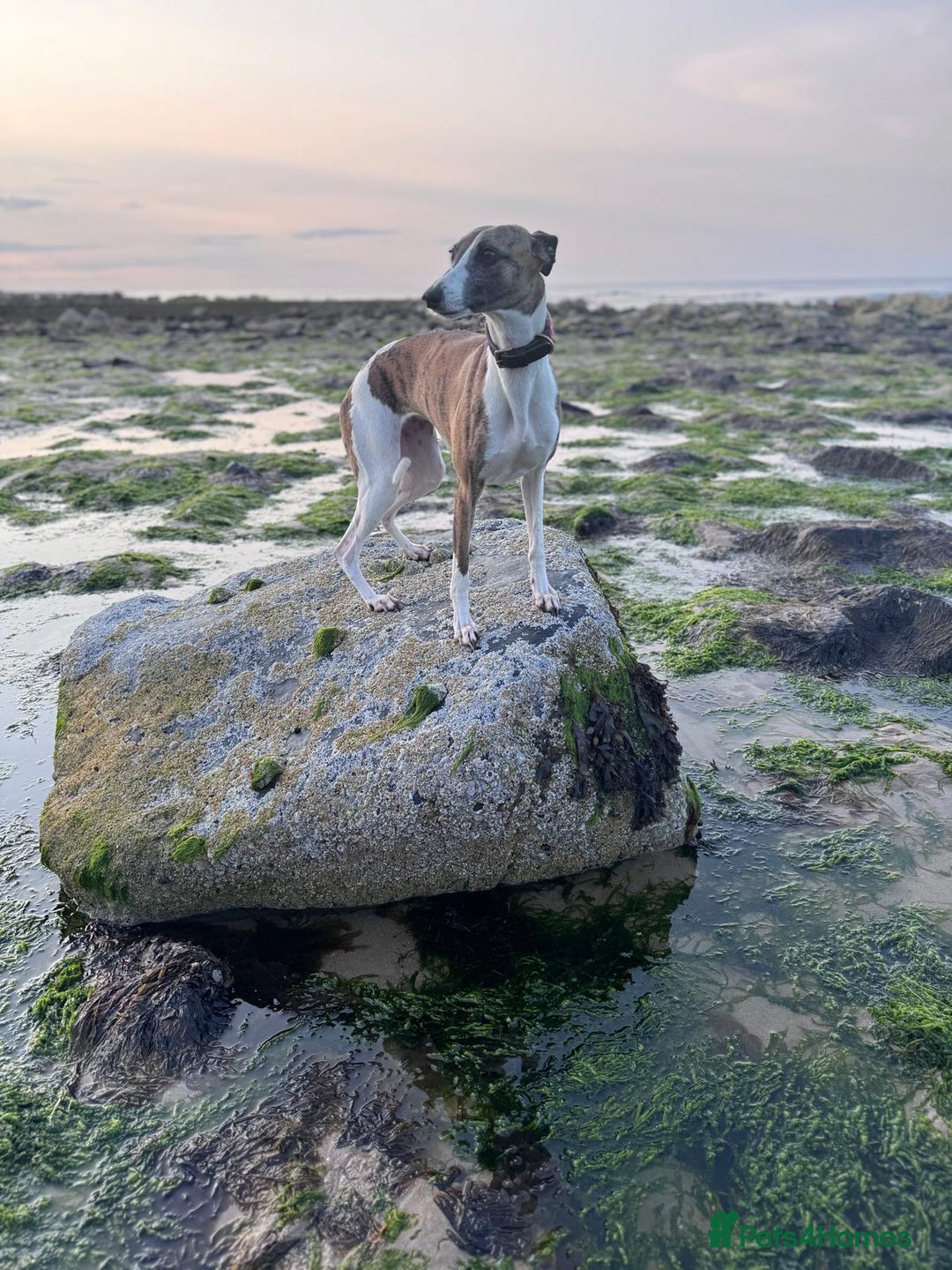 Whippet dogs for sale: Whippet pups - Advert 2