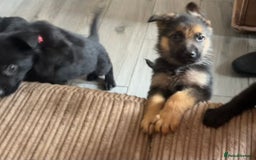 German Shepherd dogs for sale: German Shepherd puppies - Image 8
