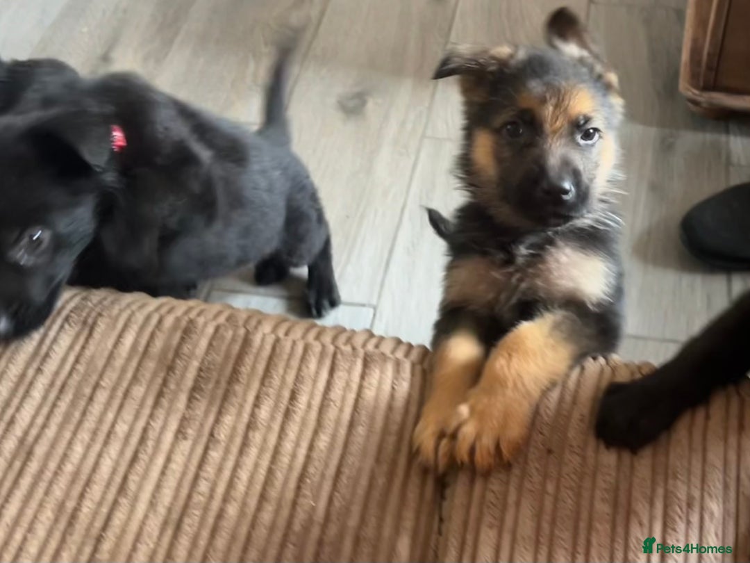 German Shepherd dogs for sale: German Shepherd puppies - Image 8