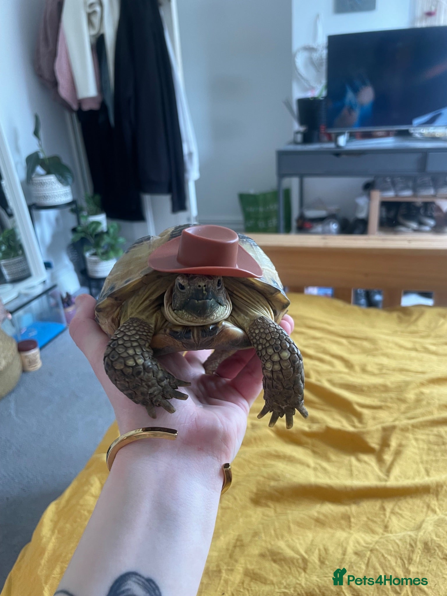 Tortoise reptiles Horsefield tortoise & full set up - Advert 1