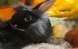 Mini Lion Lop rabbits for sale: Cute fluffy lion heads  - Image 5