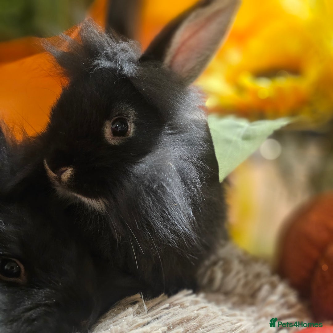 Mini Lion Lop rabbits for sale: Cute fluffy lion heads  - Image 5