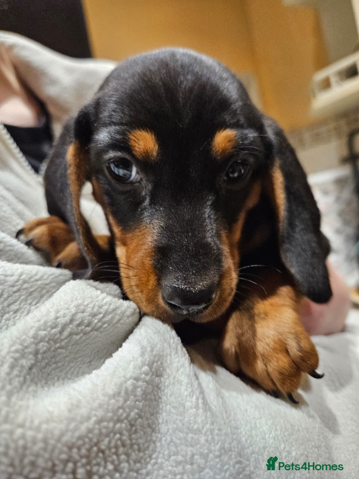 Dachshund dogs Last girl looking for new home ♥️🐶♥️ - Advert 2