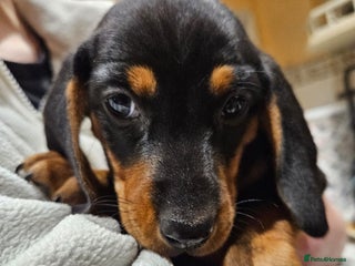 Dachshund dogs Last girl looking for new home ♥️🐶♥️ - Advert 13