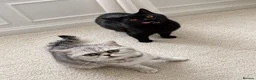 British Shorthair cats for sale: British short hair x exotic shorthair  - Advert 17