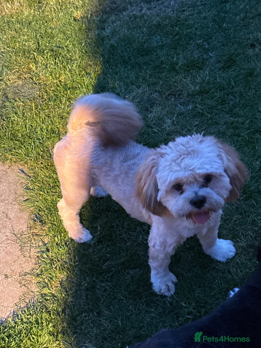 Lhasa Apso dogs for stud: Kc, proven stud  - Advert 2