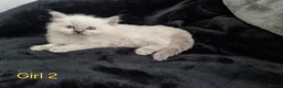 Ragdoll cats for sale: 4 Beautiful Ragdoll Kittens 🐯🌷🐯🪻🐯 - Advert 2