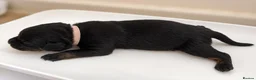 Mixed Breed dogs for sale: Cane Corso x Rottweiler Puppies – Ready 21 Nov - Advert 16