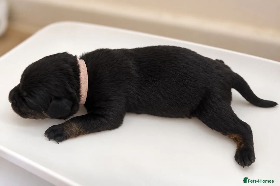 Mixed Breed dogs for sale: Cane Corso x Rottweiler Puppies – Ready 21 Nov - Advert 16