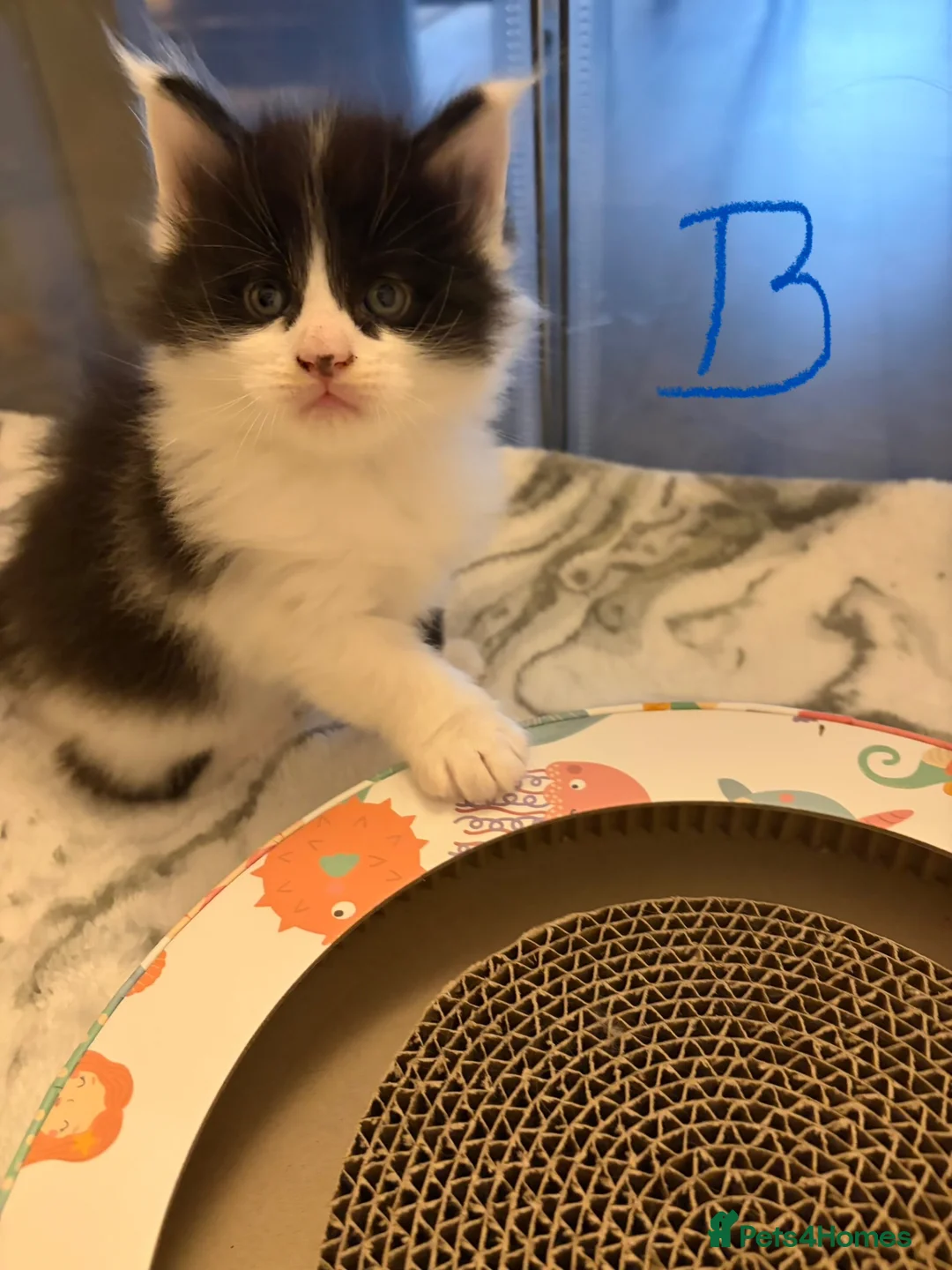 Maine Coon cats for sale: Litter of rainbow - Advert 11