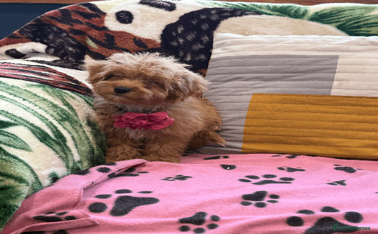 Cavachon dogs - Advert 3