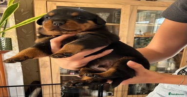 Rottweiler dogs - Advert 11