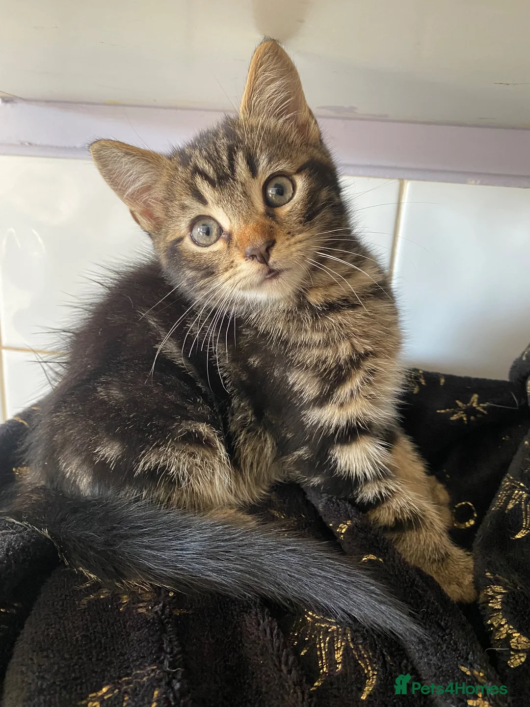 Mixed Breed cats for sale: Kittens ready today for new homes - Advert 1