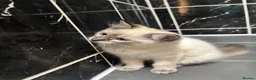 Ragdoll cats for sale: Ragdoll boy and girl - Advert 8