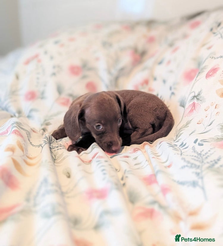 Miniature Dachshund dogs Miniature dachshund puppies  - Advert 16