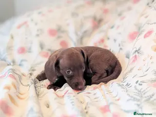 Miniature Dachshund dogs Miniature dachshund puppies - Advert 16