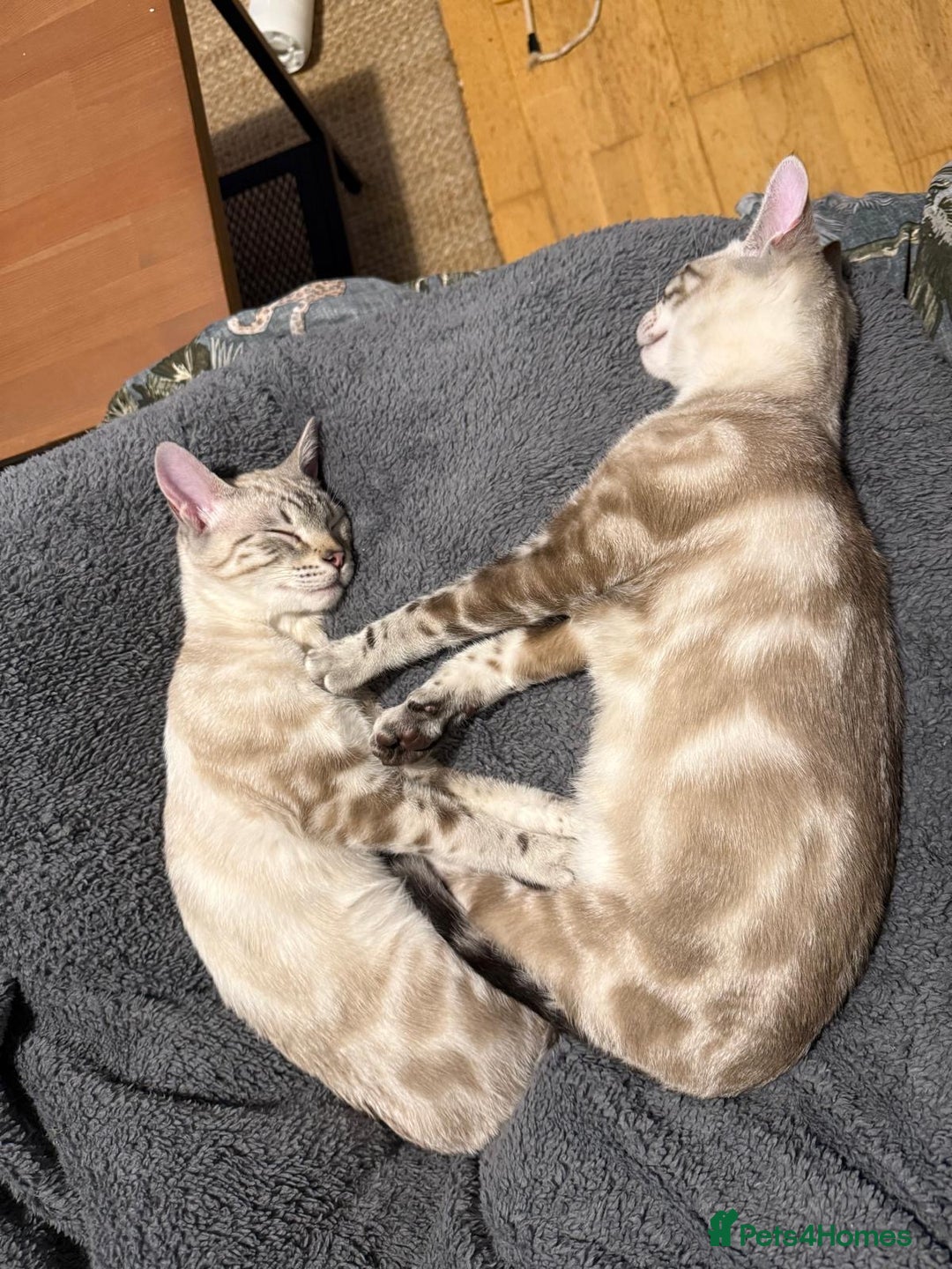 Bengal cats for sale: Buzz and Woody - Image 1