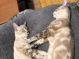 Bengal cats - Advert 1