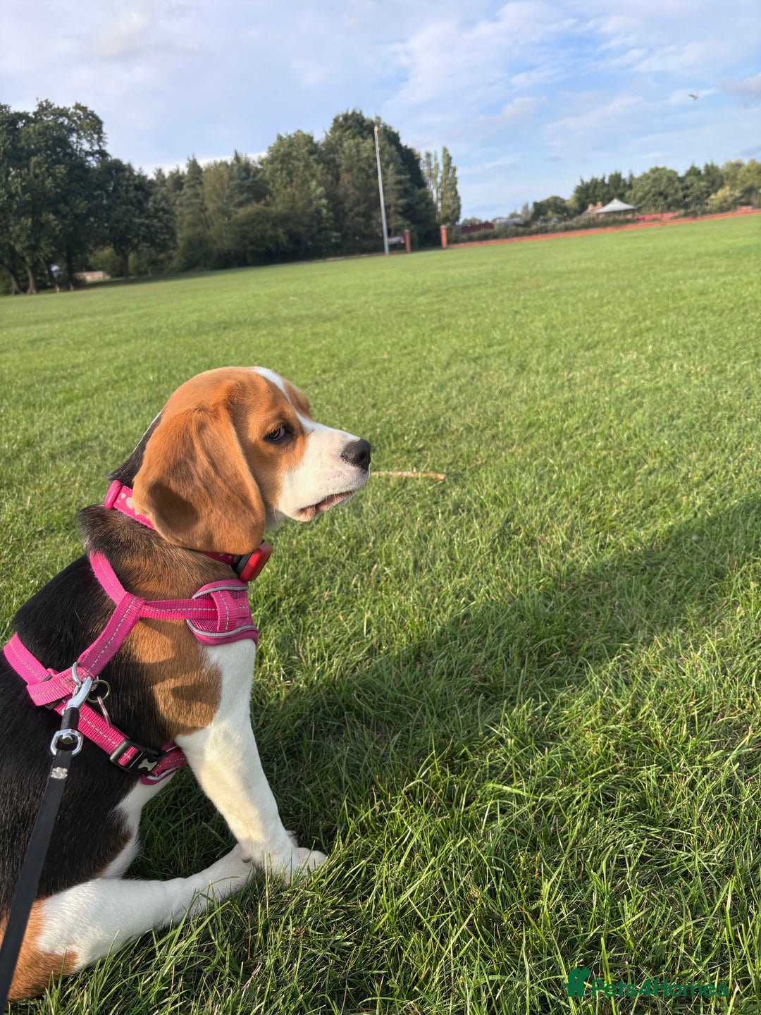 Beagle dogs for sale: Lexi  - Image 4