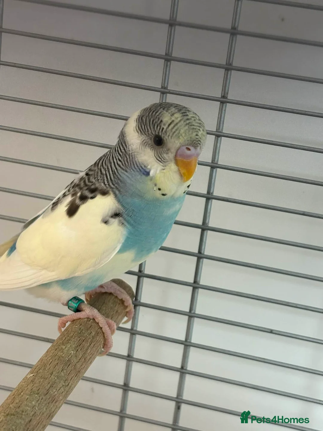 Budgerigars birds for sale: colour budgerigar babies - Advert 2