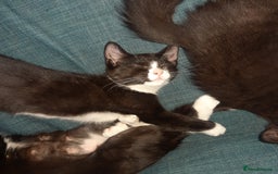 European cats for sale: Lovely kitten - Image 5