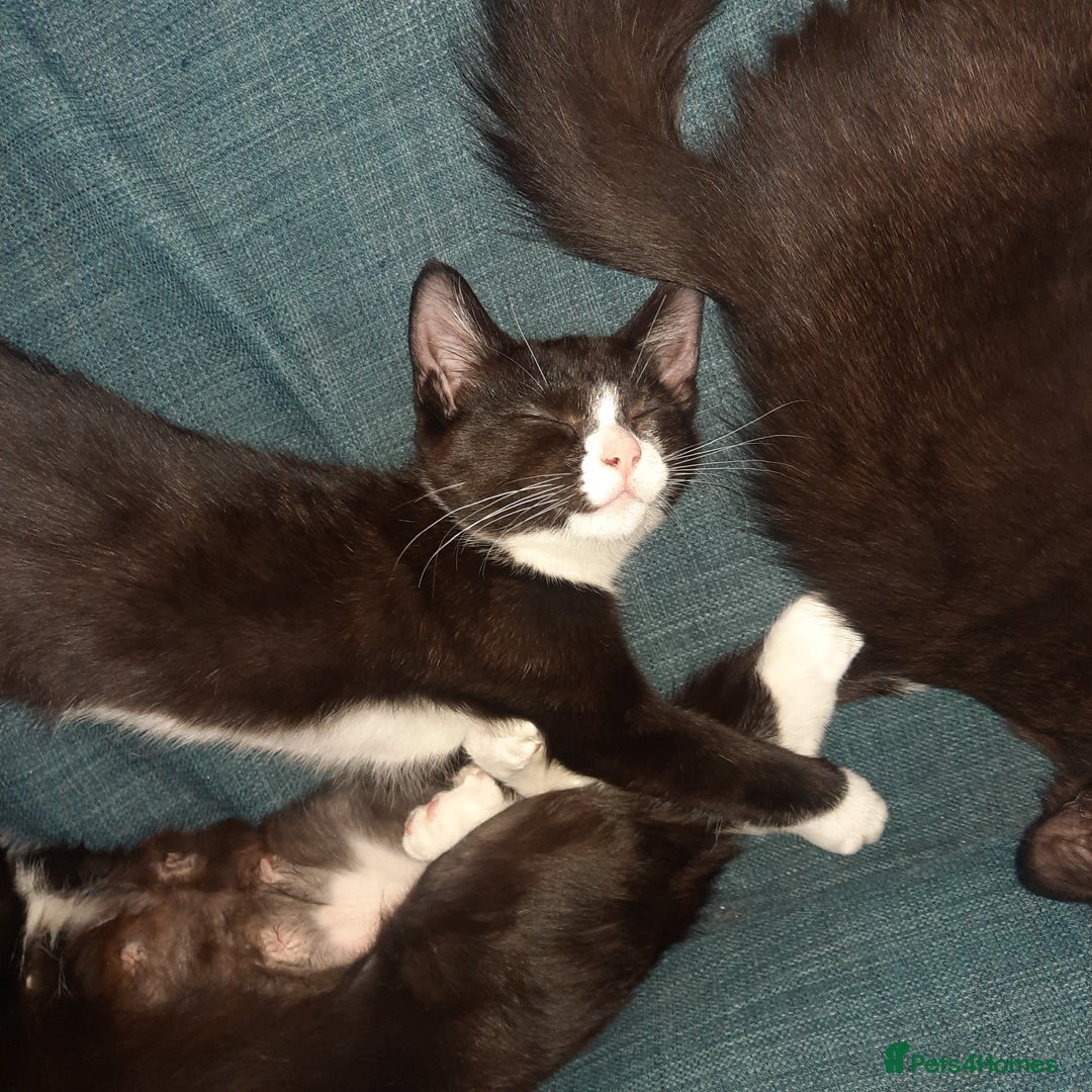 European cats for sale: Lovely kitten - Image 5